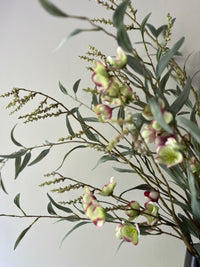 Large Helleborus