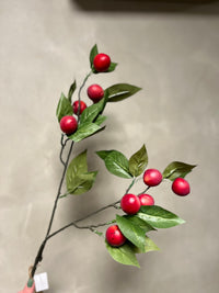 Plum Claude red