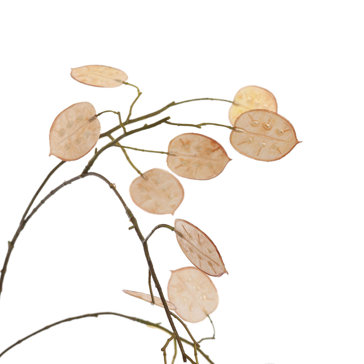PRE -ORDER LARGE SILVER DOLLAR 110CM BEIGE