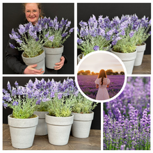 Afbeelding in Gallery-weergave laden, Pot inclusief zijden lavendelbloemen
