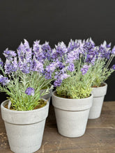 Afbeelding in Gallery-weergave laden, Pot inclusief zijden lavendelbloemen
