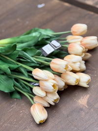 Tulpen crème lang