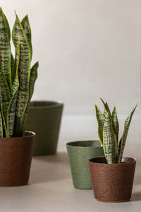 Dracaena Trifasciata In Pot Artificial Green Large