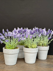 Pot inclusief zijden lavendelbloemen