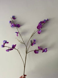 Sweet pea paars