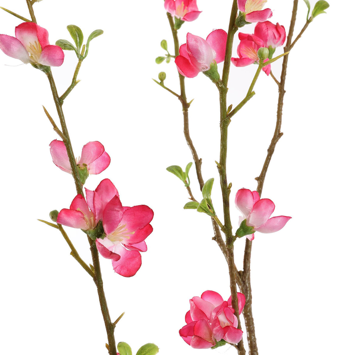 X LARGE BLOSSOM 130CM BEAUTY