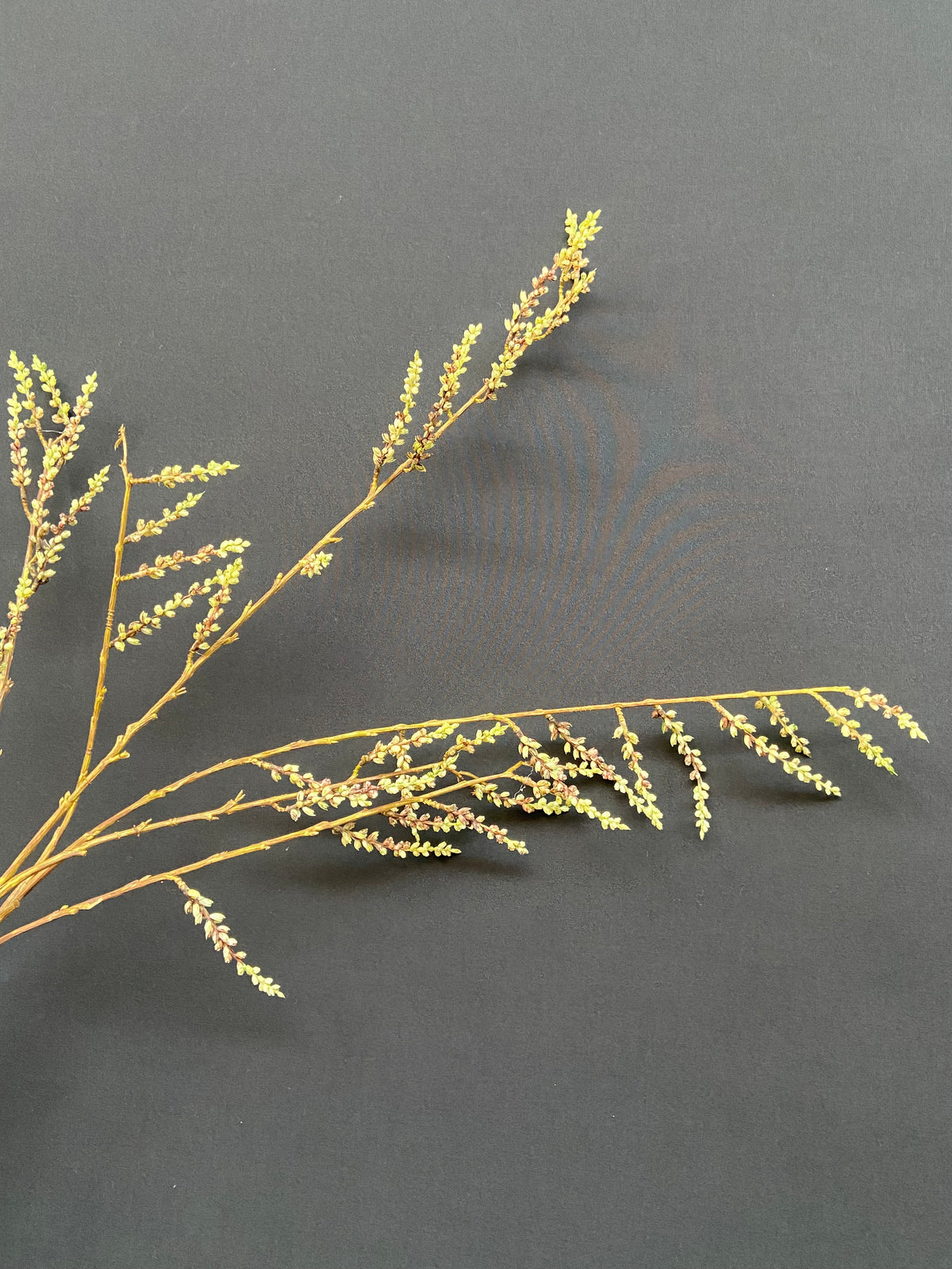 STACHYURUS SPRAY 106CM GREEN
