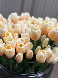 Tulpen crème lang