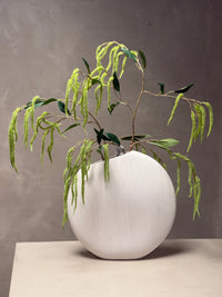 Amaranthus takken
