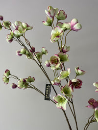 Large Helleborus
