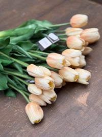 Tulpen crème lang