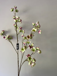 Large Helleborus