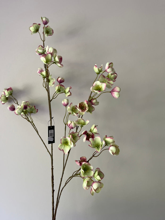 Large Helleborus