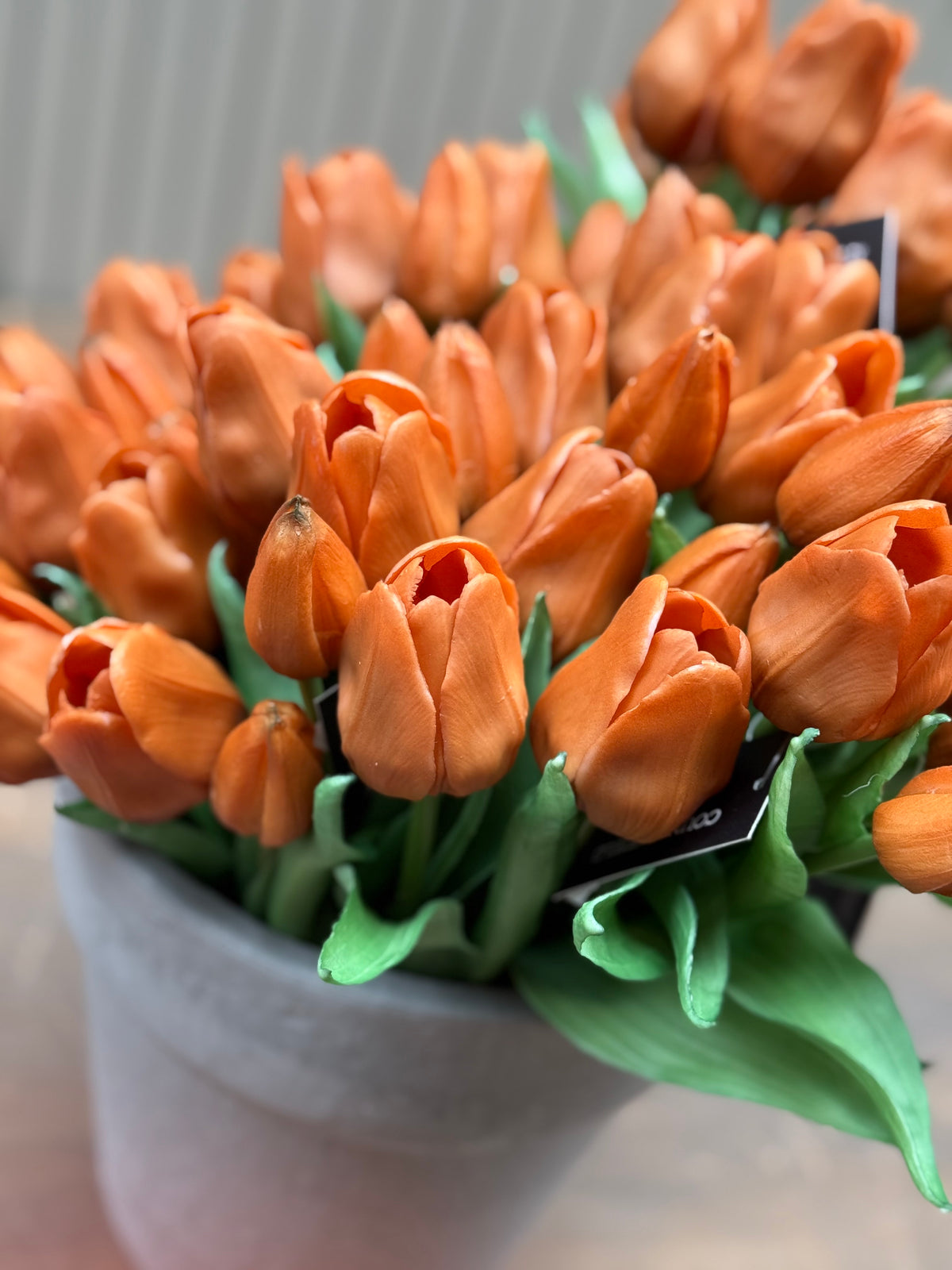 Tulpen bruin lang