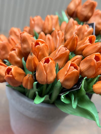 Tulpen bruin lang