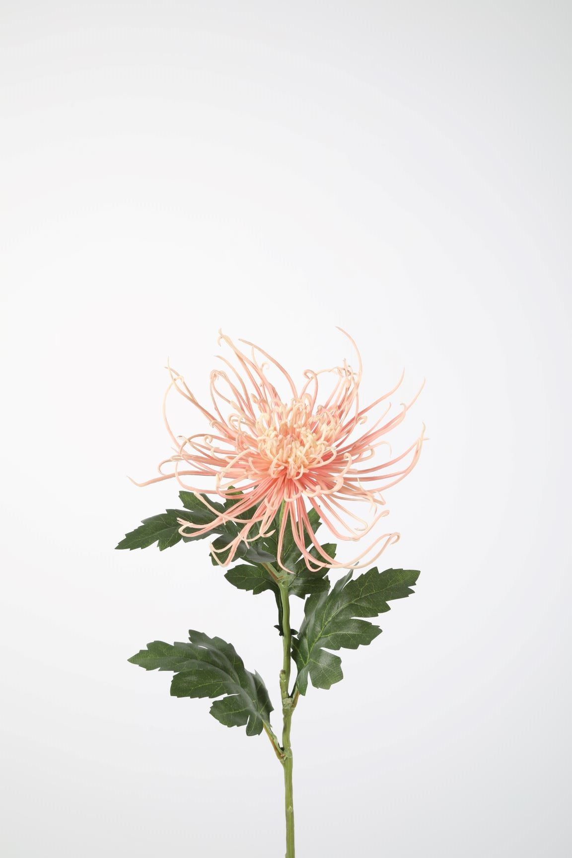 Spider Mum Stem 75cm roze