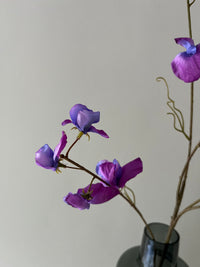Sweet pea paars