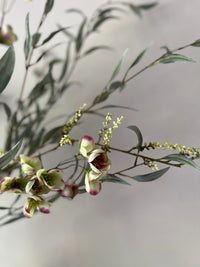 Zijdenboeket Helleborus
