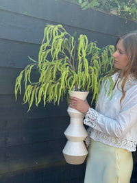 Amaranthus takken