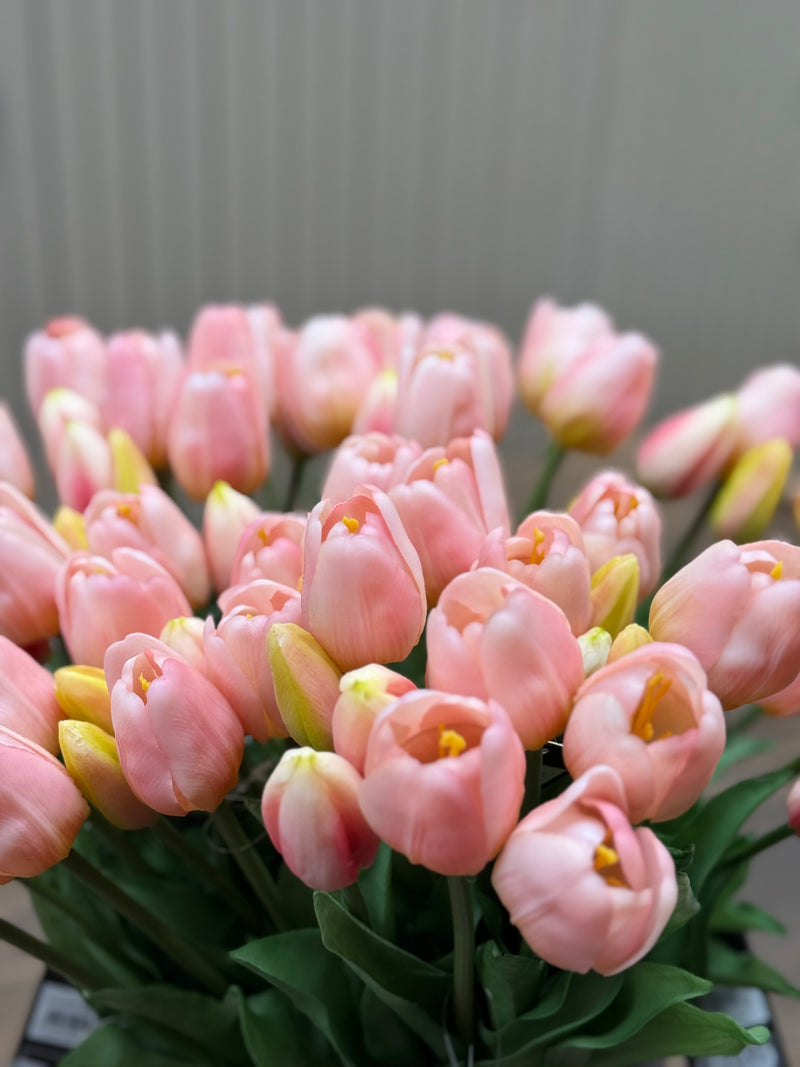 Tulpen roze lang