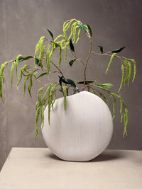 Amaranthus takken