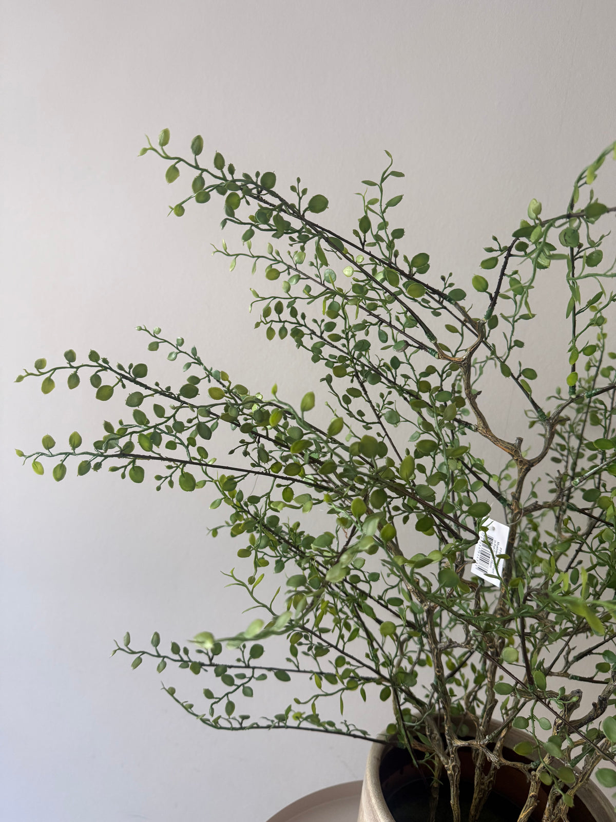 Muehlenbeckia plant kunst