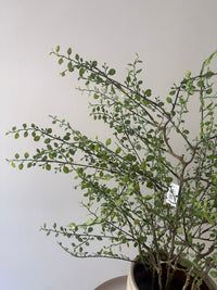Muehlenbeckia plant kunst