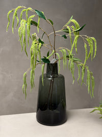 Amaranthus takken
