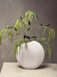 Amaranthus takken