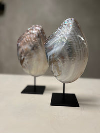 Schelp Polisch