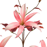 Slim Lily spray pink