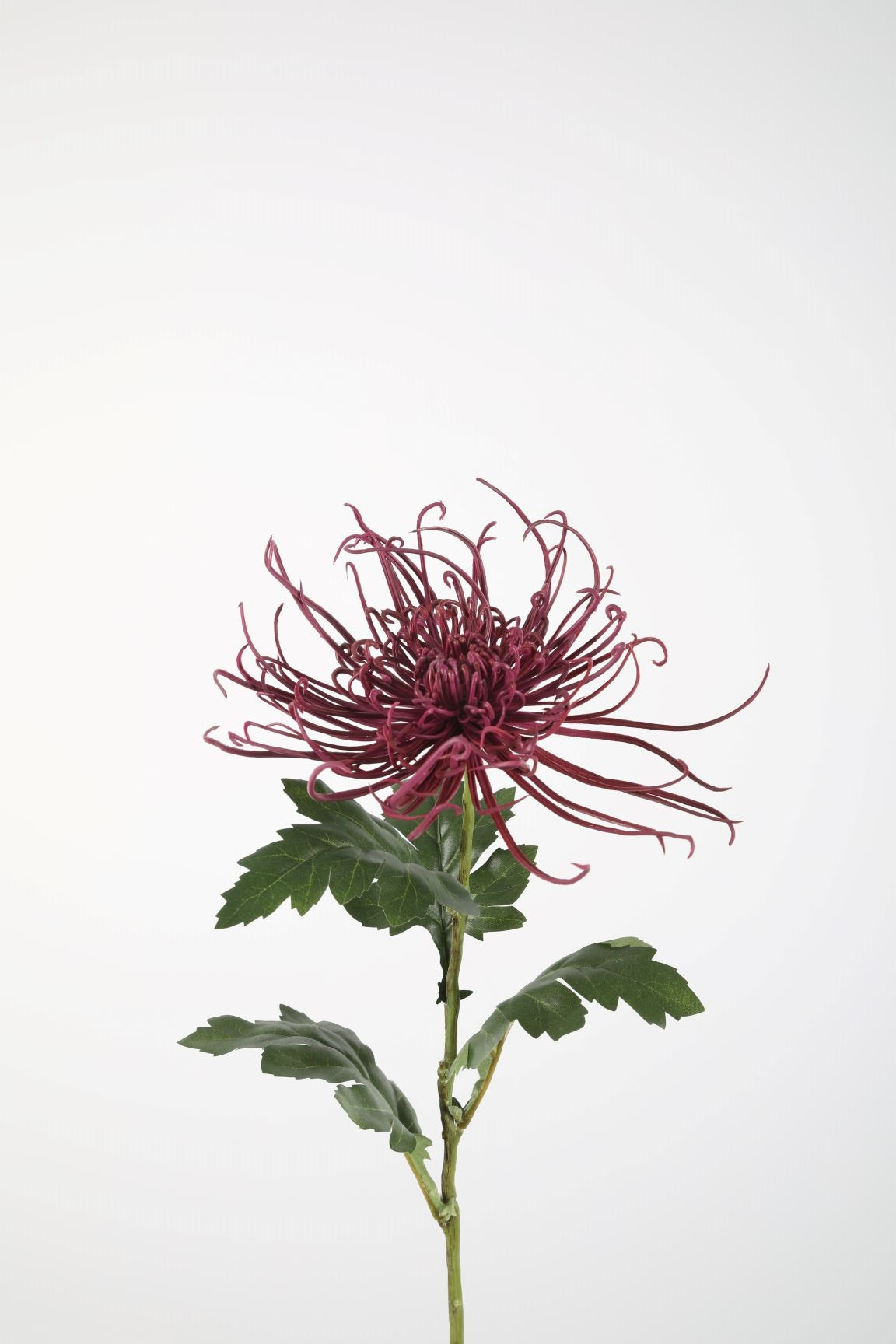 Spider Mum Stem 75cm paars