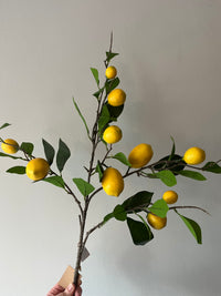 Lemon Sweet 80cm