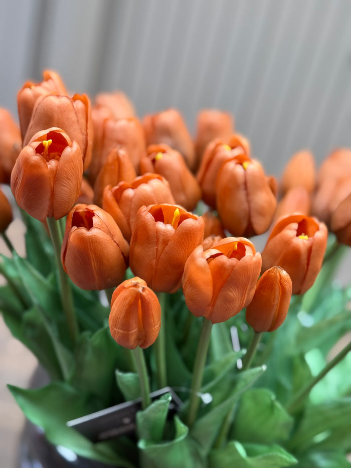 Tulpen bruin lang