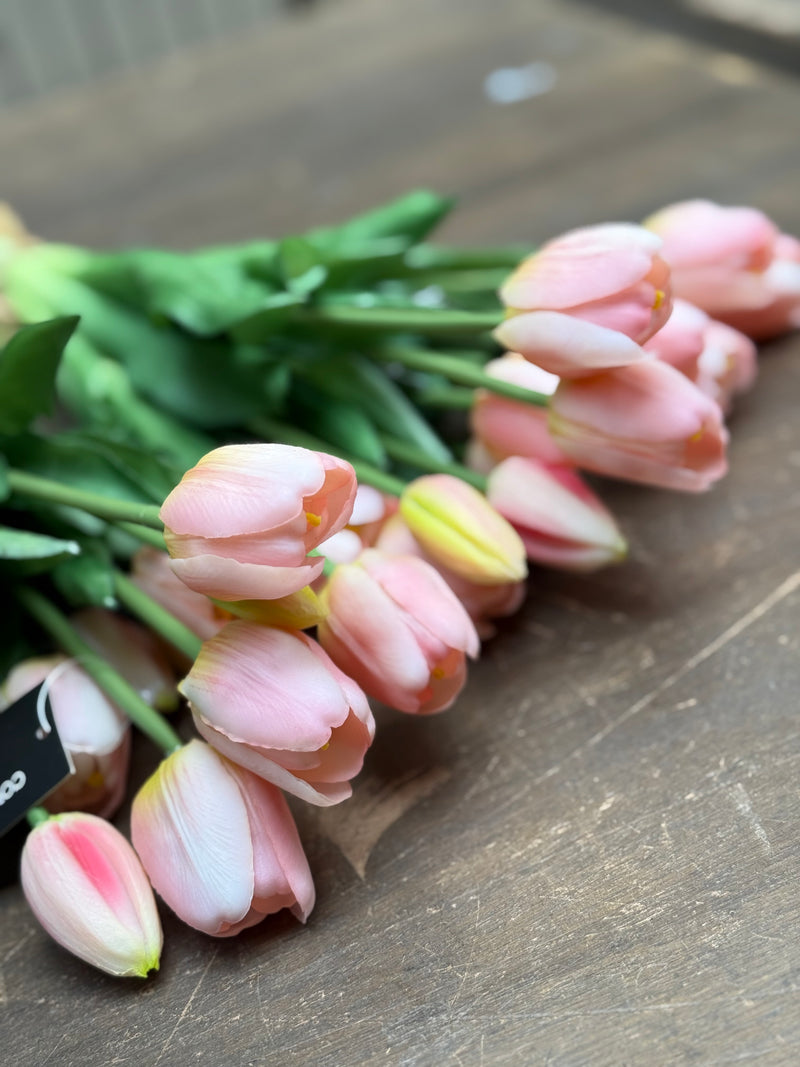 Tulpen roze lang