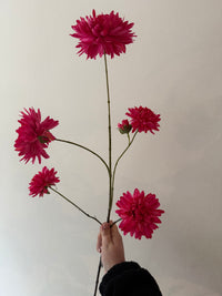 Pink dahlia XL