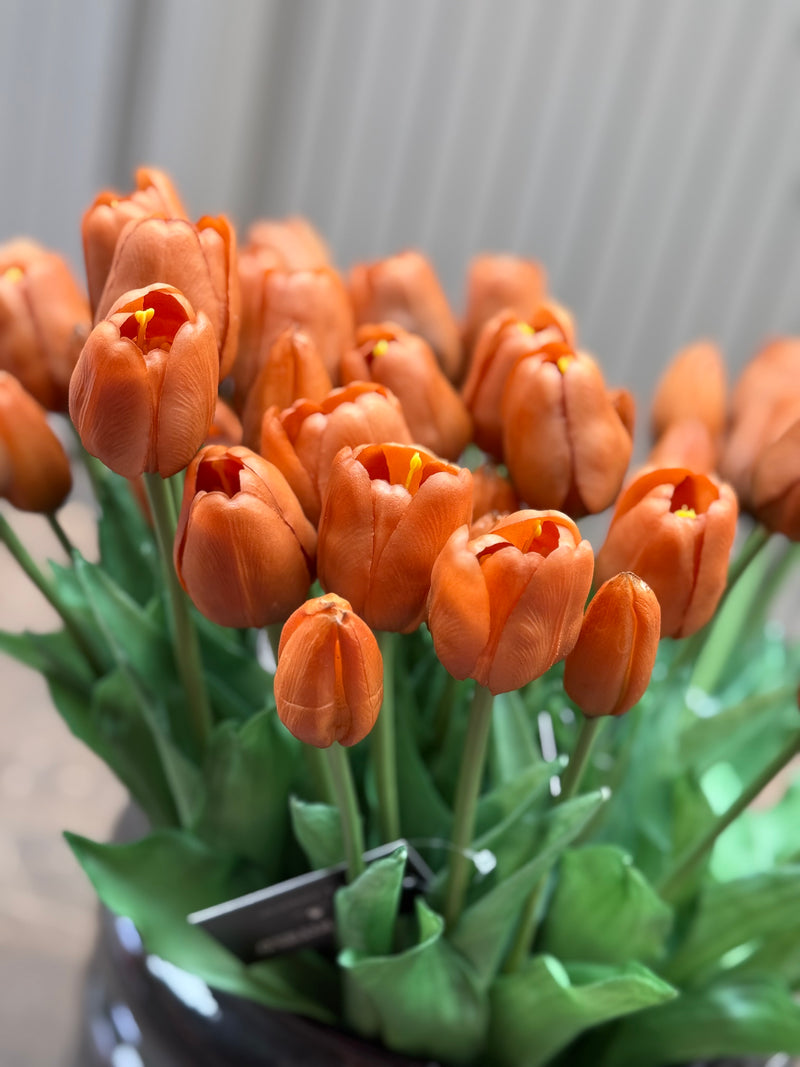 Tulpen bruin lang