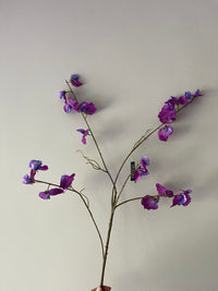 Sweet pea paars