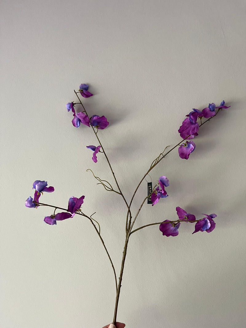 Sweet pea paars