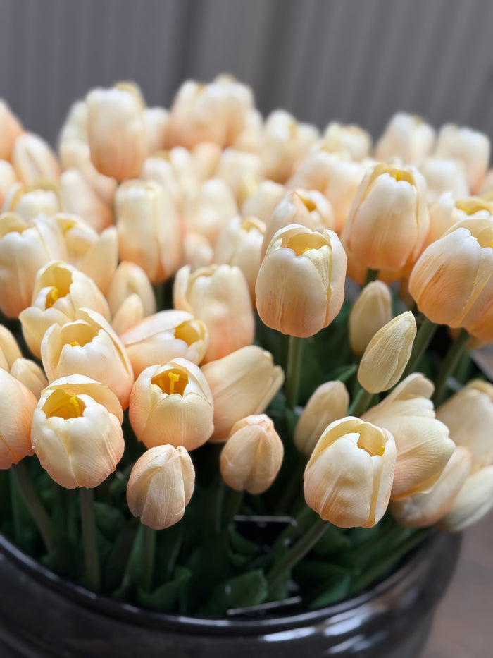 Tulpen crème lang