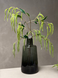 Amaranthus takken