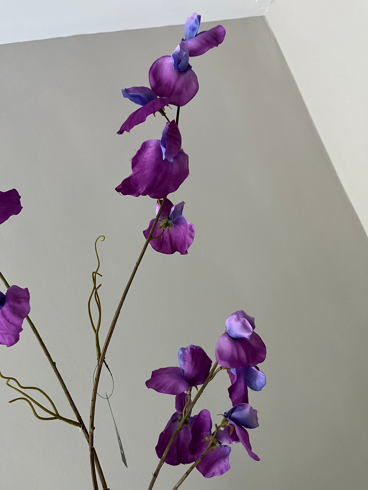 Sweet pea paars