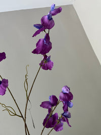 Sweet pea paars