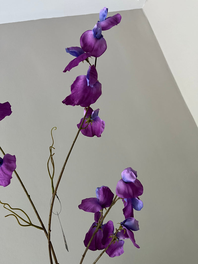 Sweet pea paars