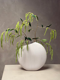 Amaranthus takken