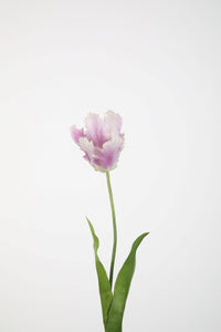 Parrot Tulip Stem 69cm