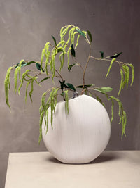 Amaranthus takken