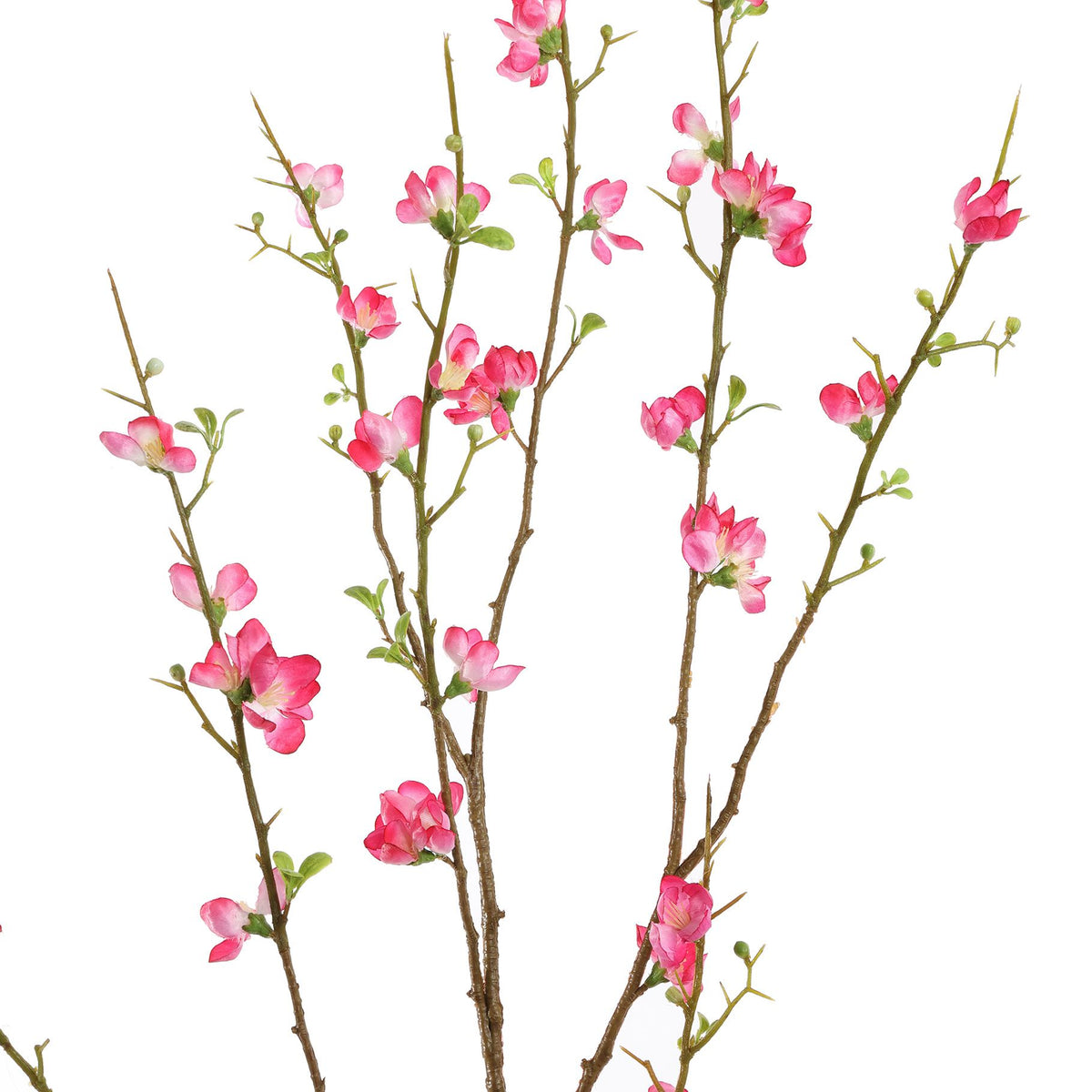 X LARGE BLOSSOM 130CM BEAUTY