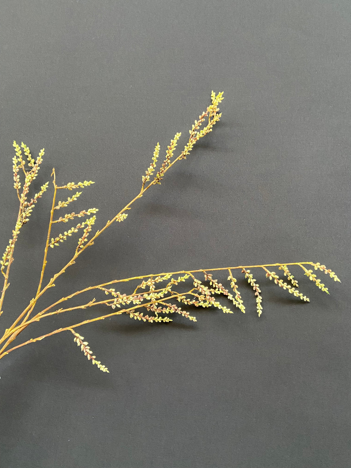STACHYURUS SPRAY 106CM GREEN