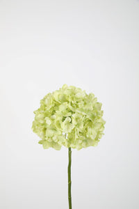 Hydrangea Stem 74cm